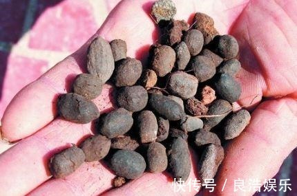 松针土|换盆先别忙,找到这3种材料旧土变新土,啥花也能用