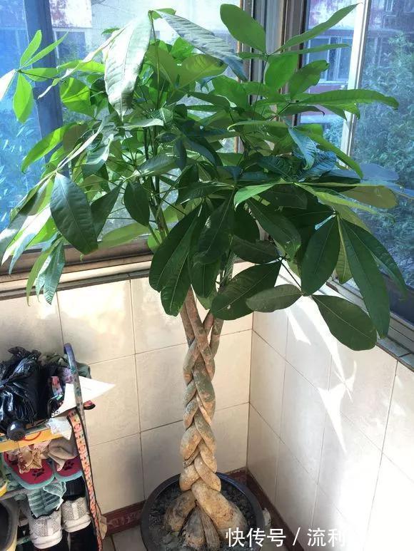 招财旺运|家里4种花,就要饿着养,盆小少浇水,反而长得好!