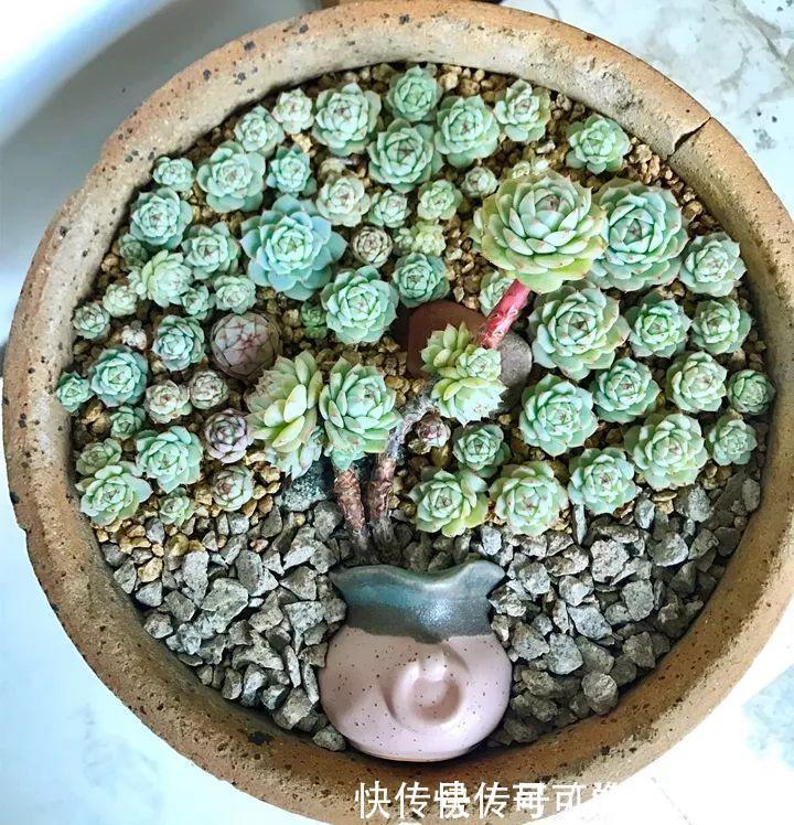 静夜静夜|6种多肉太难养,赶紧留个种,省得每年都要重新买!