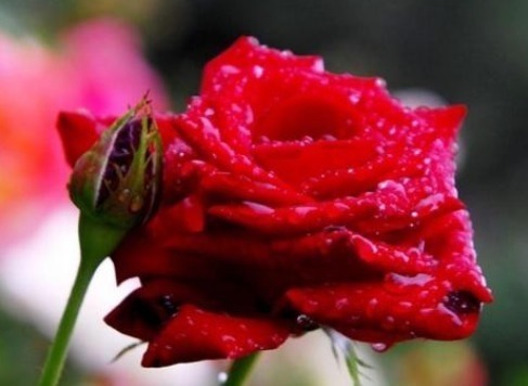 有钱人@人生有4条“天规”,40岁前背会,少奋斗15年,有钱人天天背!