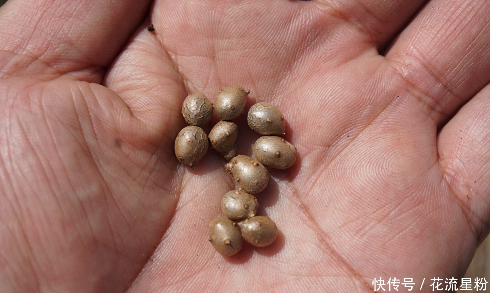果实|果实像山药,过去常当害草除掉,殊不知是价值珍贵的“穿山龙”