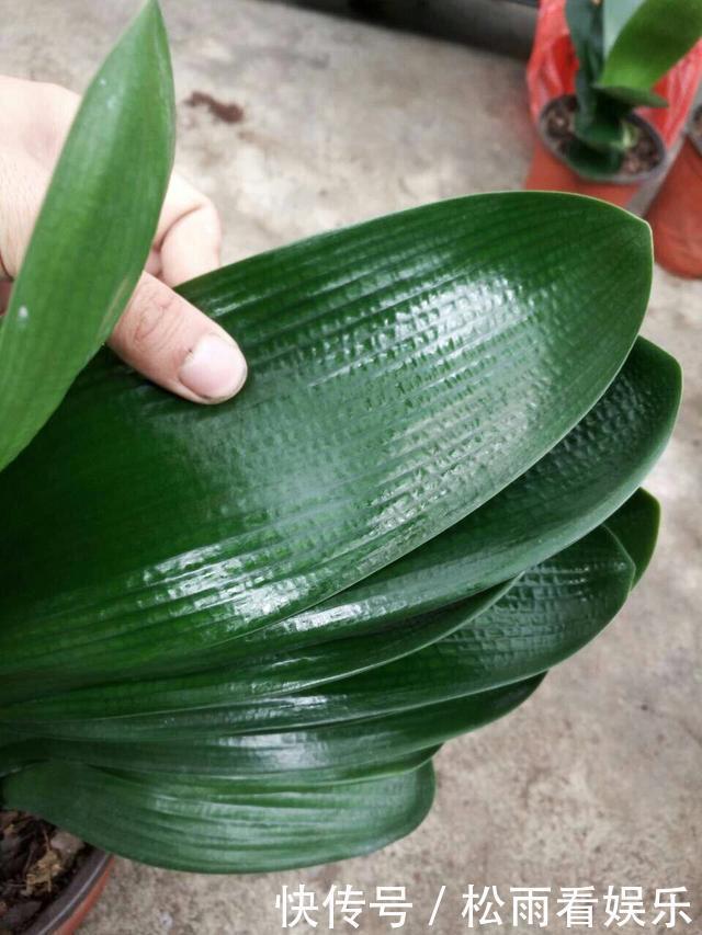 肥沃|秋天养君子兰,盆土里加点它,叶片蹭蹭长爆盆,一盆开花30朵