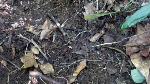 配制营养土,里面掺点“它”,半年不施肥,照样开花