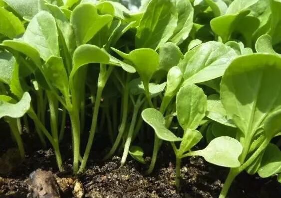 六种在家就可以种的菜,阳台种几盆,漂亮好吃有营养!