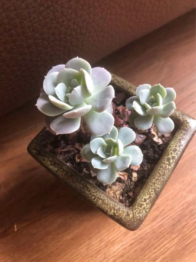 陪伴过我的都是心头肉!多肉陪我一路向前!