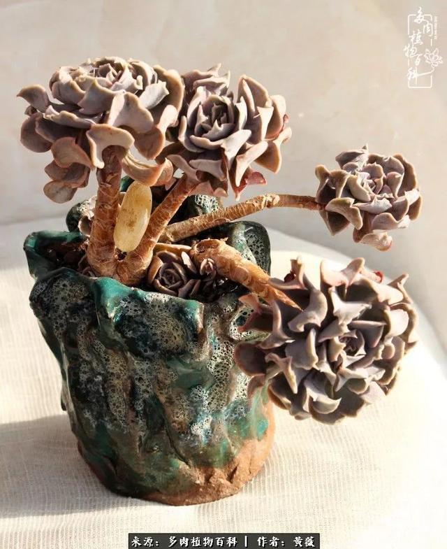 养了三年多肉，终于明白佛系养肉才是王道！