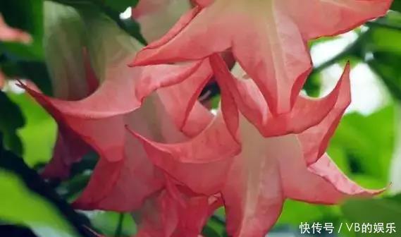 几种很耐寒的花,在冬天依旧开花美艳