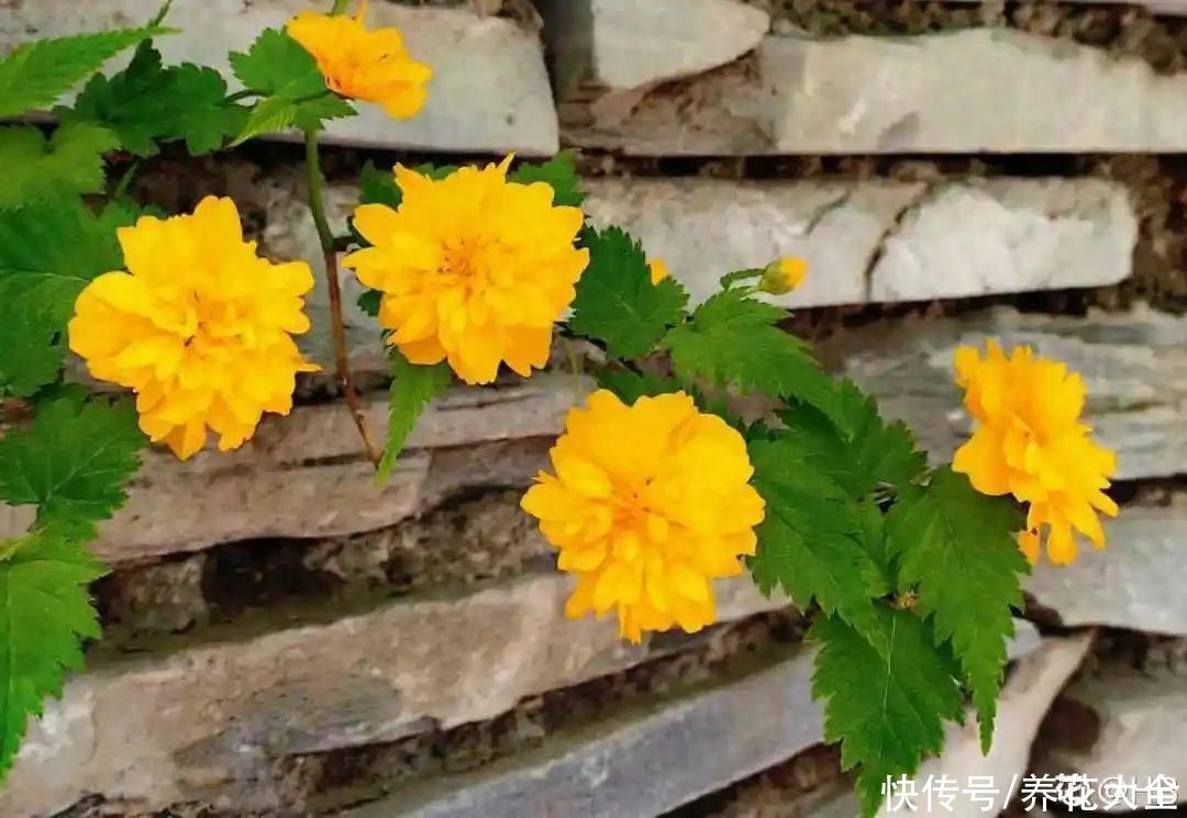 太阳|6种花，命里带“金”，太阳一照金灿灿