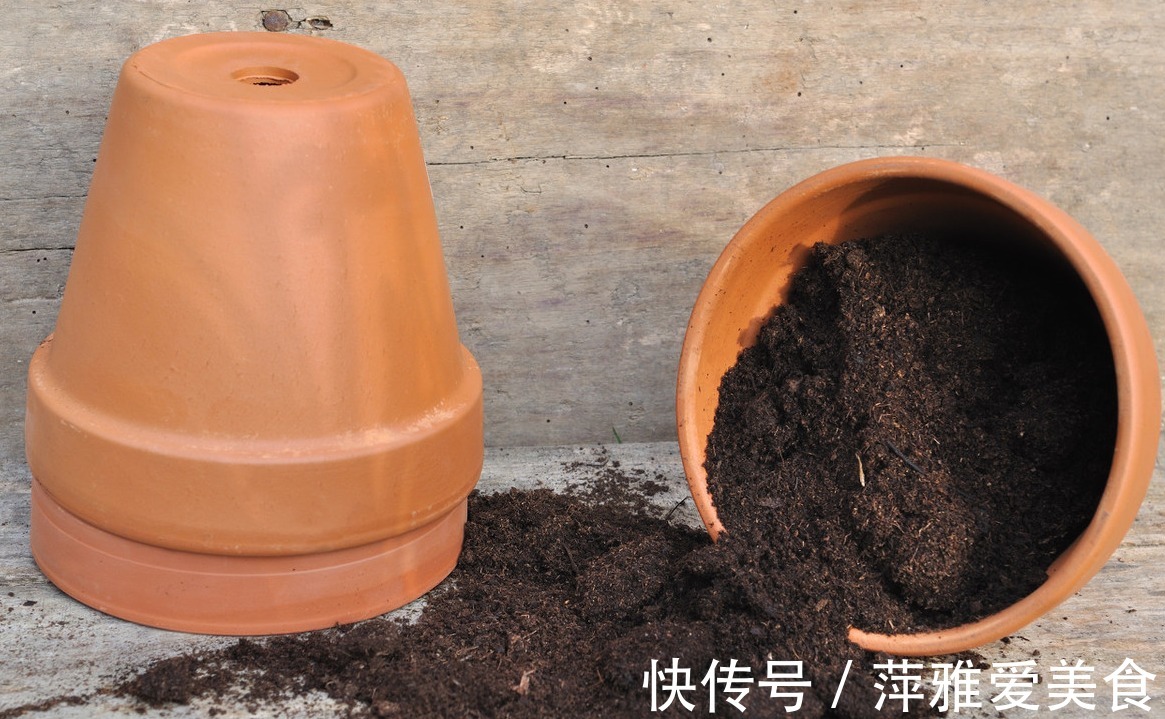 老花匠|学会用松针、羊粪，作为新人小白，养花效果能和老花匠媲美