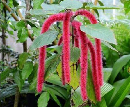 太美|此4种花,一年多次开花,漂亮又好养,太美了