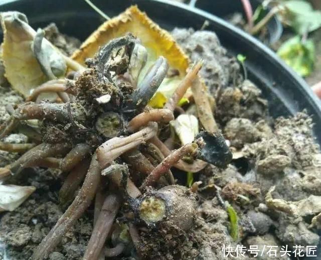 养花|气温高了，养花5种花别“乱浇水”，今天浇、明天可能就烂根