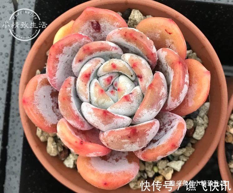 新手养多肉，看一看捏一捏，轻松掌握浇水，不必再用“3年功”