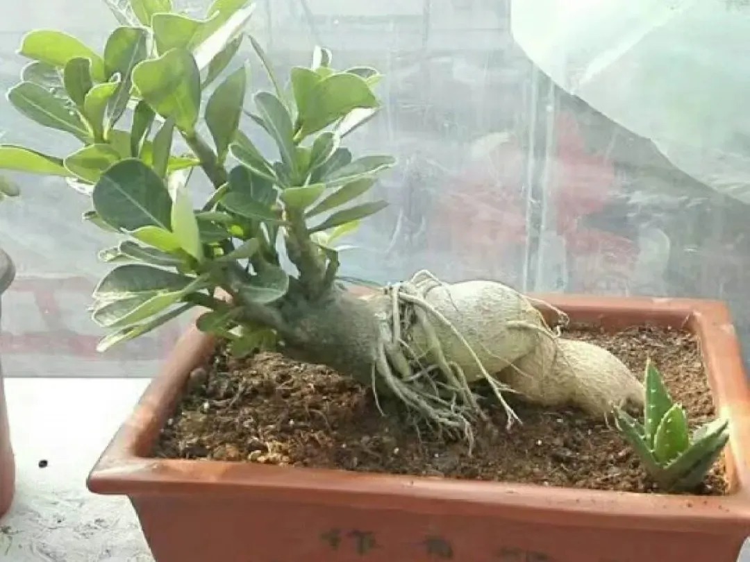 开花|6种漂亮花,都有“大肚子”,吸一次水一个月不浇,天热狂开花