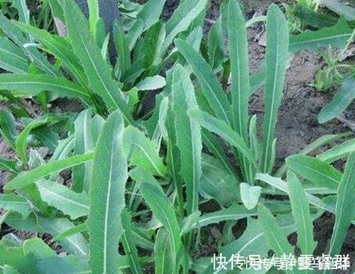 养生|农村的这一种“救命草”,以前被人嫌弃,殊不知竟竟是养生良药