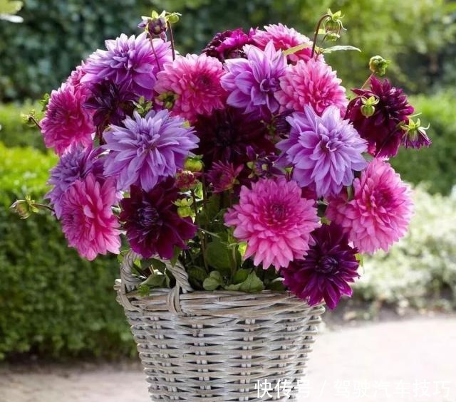 这8种懒人花,花期长,好看又好养!这8种懒人花,花期长,好看又好养!