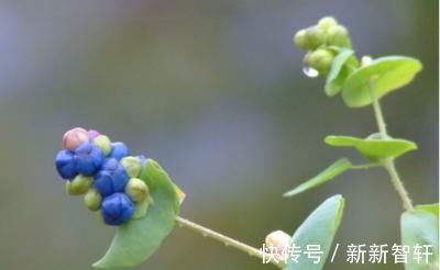 杠板|一味草药，是治皮杀手锏，湿疹、荨麻疹、带状疱疹，它都能通治