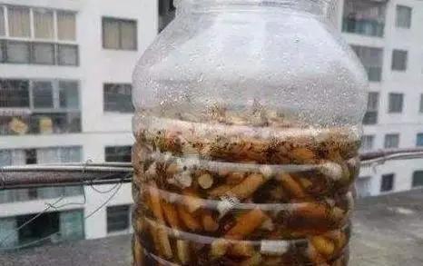 君子兰|养花30年老花匠的5个“小秘方”赶紧学起来再也不怕养花出问题了