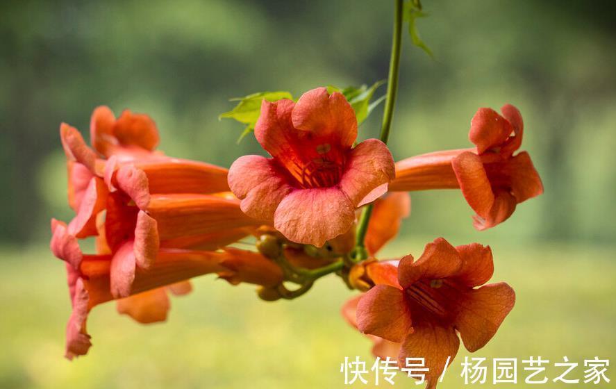 邻居|一棵凌霄花，两家好邻居闹情绪，凌霄花错了吗