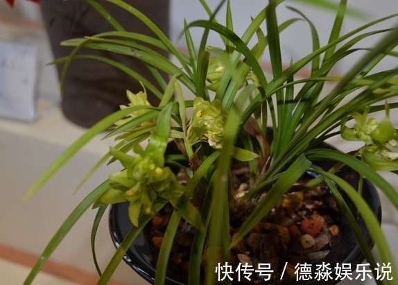 兰花怎么换盆呢不会没关系，老花农手把手的教给你