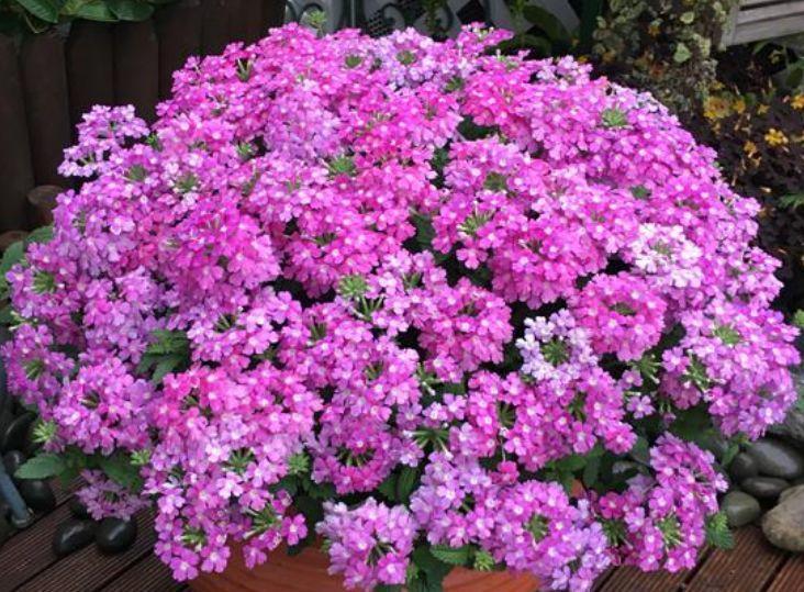 几种花是爆盆能手,花期长又好养,沾土就活,收获一片花海!