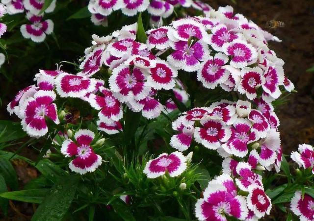 喜阳光充足的“4种花”，多晒太阳，株型饱满、花大色艳开爆盆