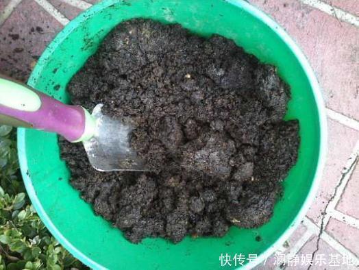 养花还用磷酸二氢钾?2样废料家家有,就是磷钾肥