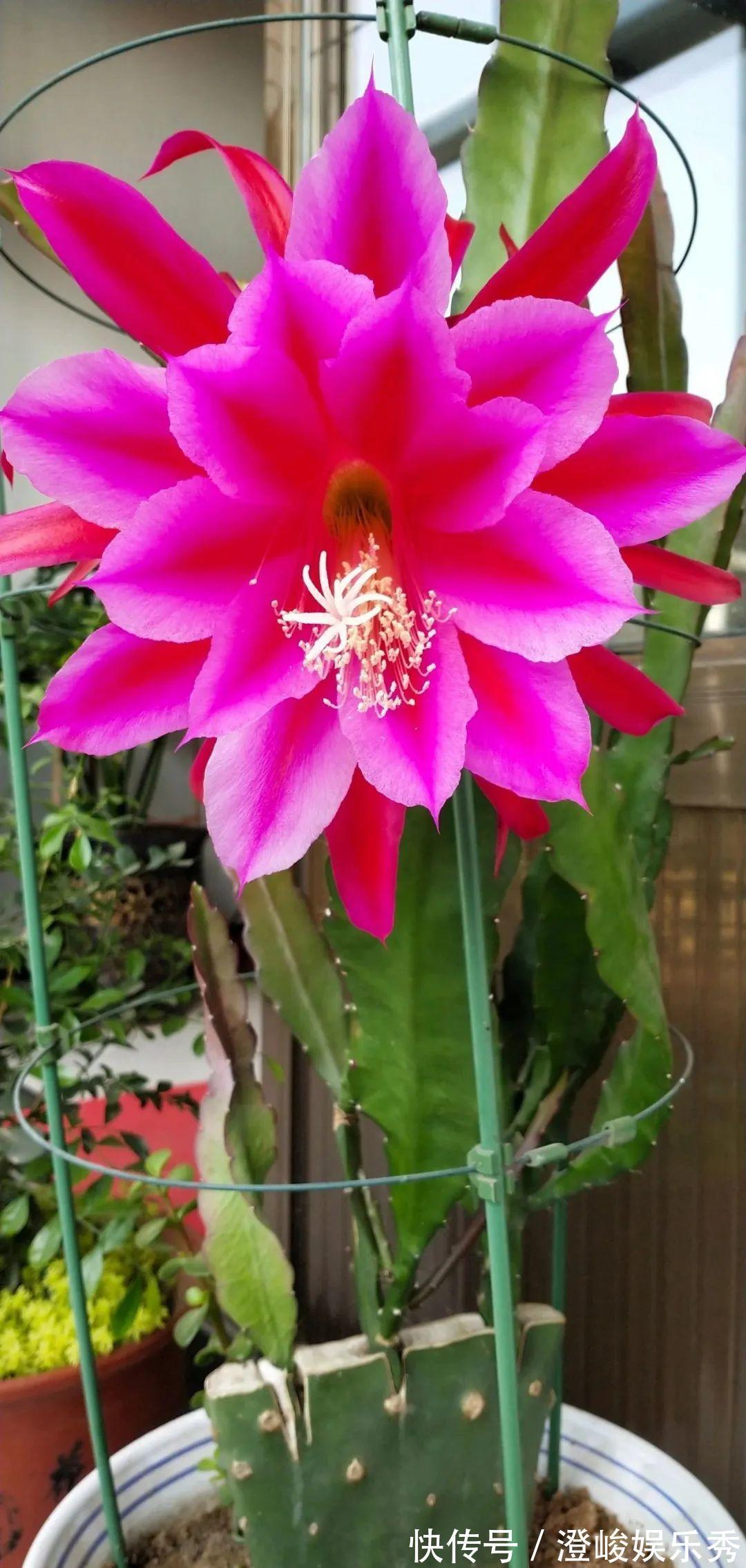 荷花|1种花不是真昙花，1次能开上百朵，比蟹爪兰美，怪不得都去抢假货