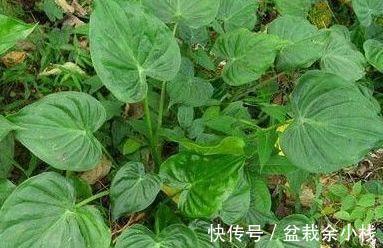 野菜|炎热的夏天,不容错过此野菜,能解毒,消肿止痛,吃到就是捡到宝