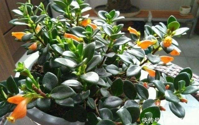 夏至过后,3种花就怕“晒太阳”,一晒就黄叶,特别“难度夏”