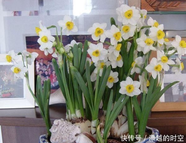 夏天养花,这“3种”花要远离,个个是“毒花”,再便宜也别买