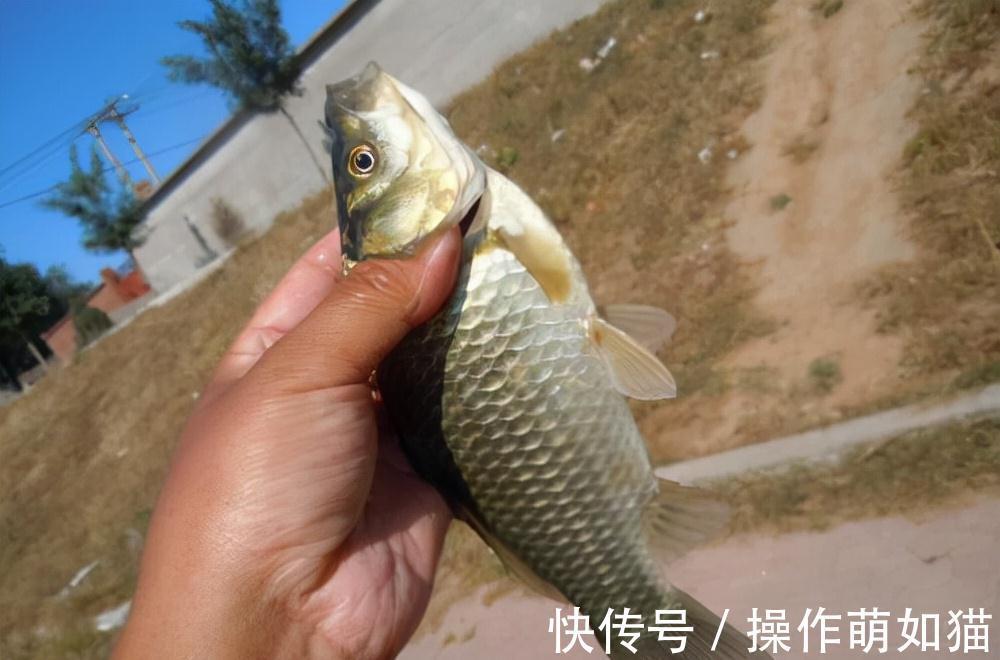 立冬之后这么钓鲫鱼,连杆、连杆,还是连杆