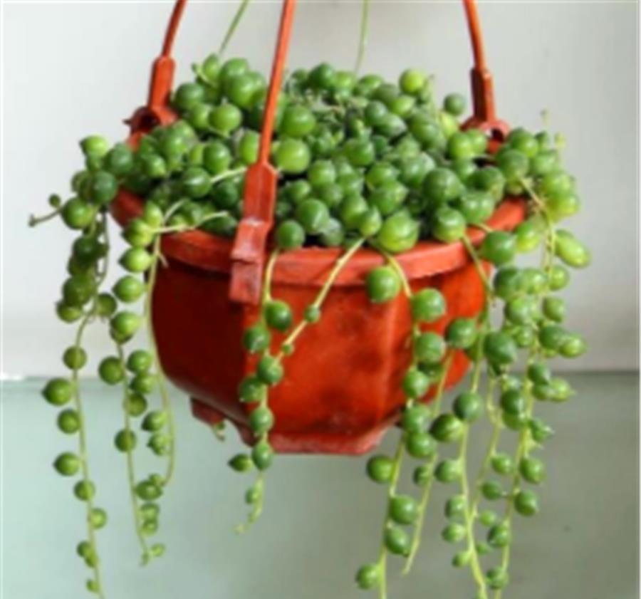 爆盆|喜欢爆盆的肉友,不妨选择这3款多肉,颜色绚丽长得快