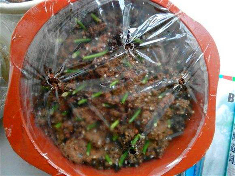 客厅多养“这3棵”树，一年分出50盆，盆盆都开花，邻居抢着要