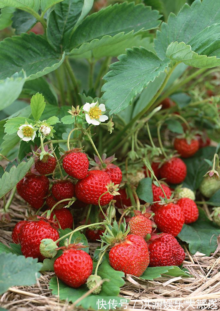 园艺|李大姐这样养盆栽草莓,一次结了500颗,快要长成草莓墙,超赞