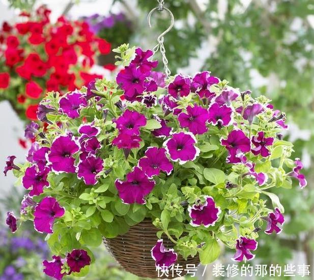 随便|此6种花随便养,大肥大水大太阳,开成大花球