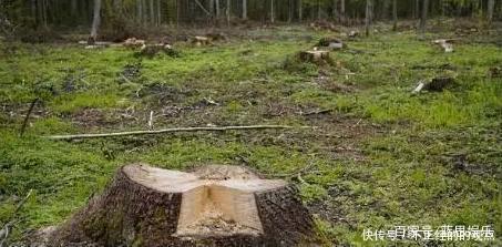 老佛爷|香奈儿为布置森林大秀,不惜“砍百年大树”,也就老佛爷敢这么做