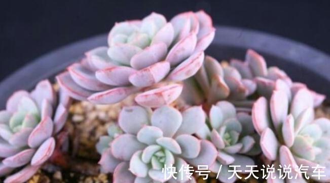 多肉月亮仙子出状态难,掌握3个方法在温差大的环境下,叶色娇美