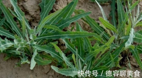 野草|在家乡见到此种野草，切记只摘叶子，不要挖根，因为太珍贵了