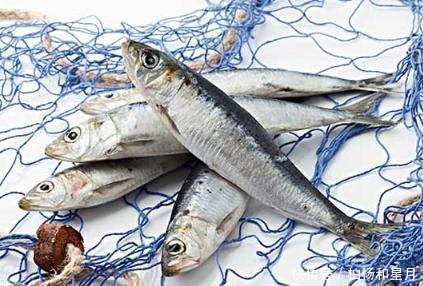 市场上这6种鱼放心购买,都是人工捕捞海鱼,营养丰盛,口感极佳