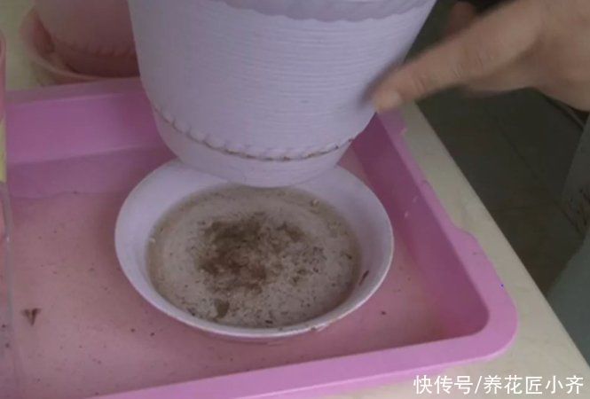 养花总烂根怎么办？预防是关键，做好这7点，想烂根都难