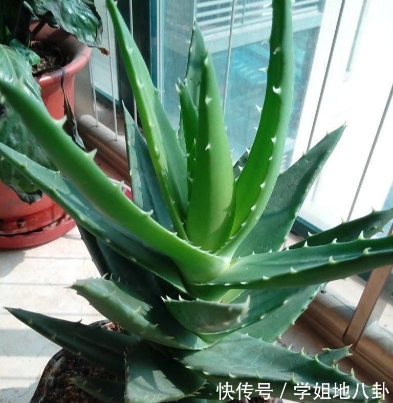 6种“懒人花”,堪称“不死花”,养成老桩几十年,旺家又值钱