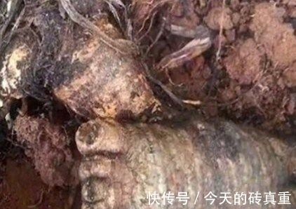 人参|意外挖到人参留念，第二天回看照片，吓出一身冷汗