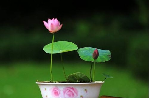 碗莲花儿惹人爱,掌握以下技巧,现在播种,夏天开花不是问题