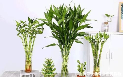 客厅摆上6种花,不仅养人还旺财,一听名字就是吉祥花