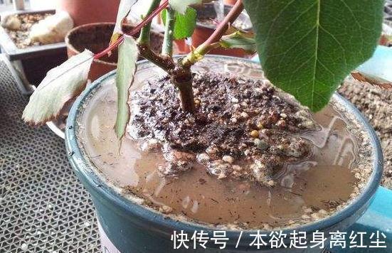 养花|养花必备的“3种水”,家家都有,浇到花盆里,啥花都越养越旺盛