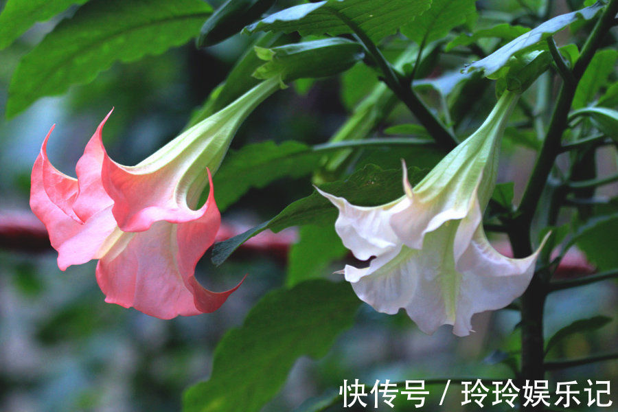 4种花放卧室,会令身体越来越差,你家若有,抓紧搬走!