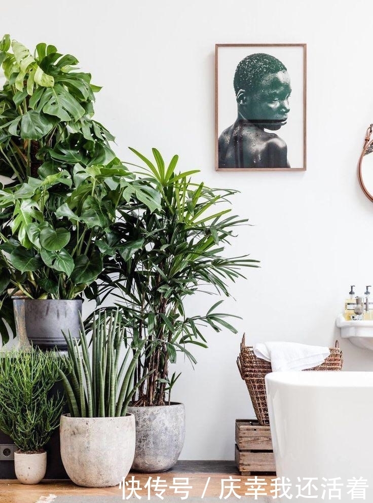 媳妇儿,你把卫生间都种成了花园,人家都不好意思在里面蹲坑了!