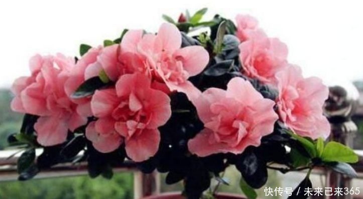 几种花养在阳台,花开不断,好养易活开花漂亮