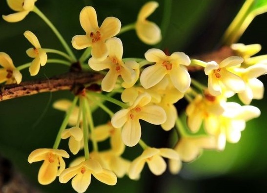 新手养桂花,自制一种“渣”,一分钱不花,满屋“香喷喷”