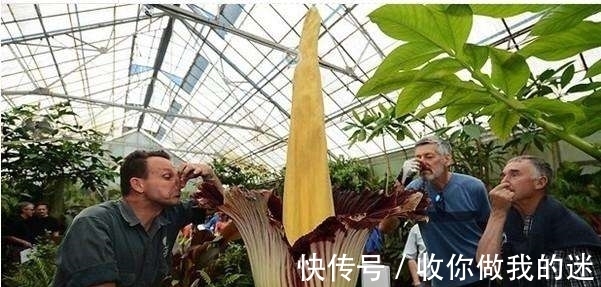 世界上最臭的花,7年才开一次花,看到会使人产生轻生幻觉?